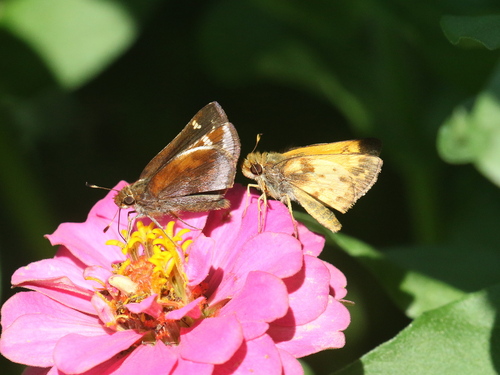 Zabulon Skipper, Nashua, NH, USA, photo 10 of 10