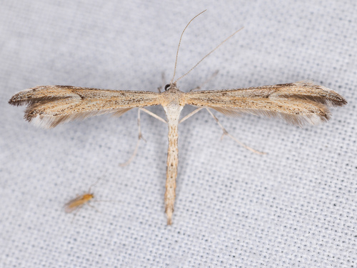 iNaturalist observation photo of Pterophorinae