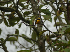 Euphonia saturata