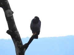 Morphnarchus princeps