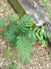 Albizia julibrissin julibrissin