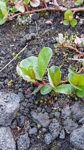 Image of Salix chamissonis by no rights reserved