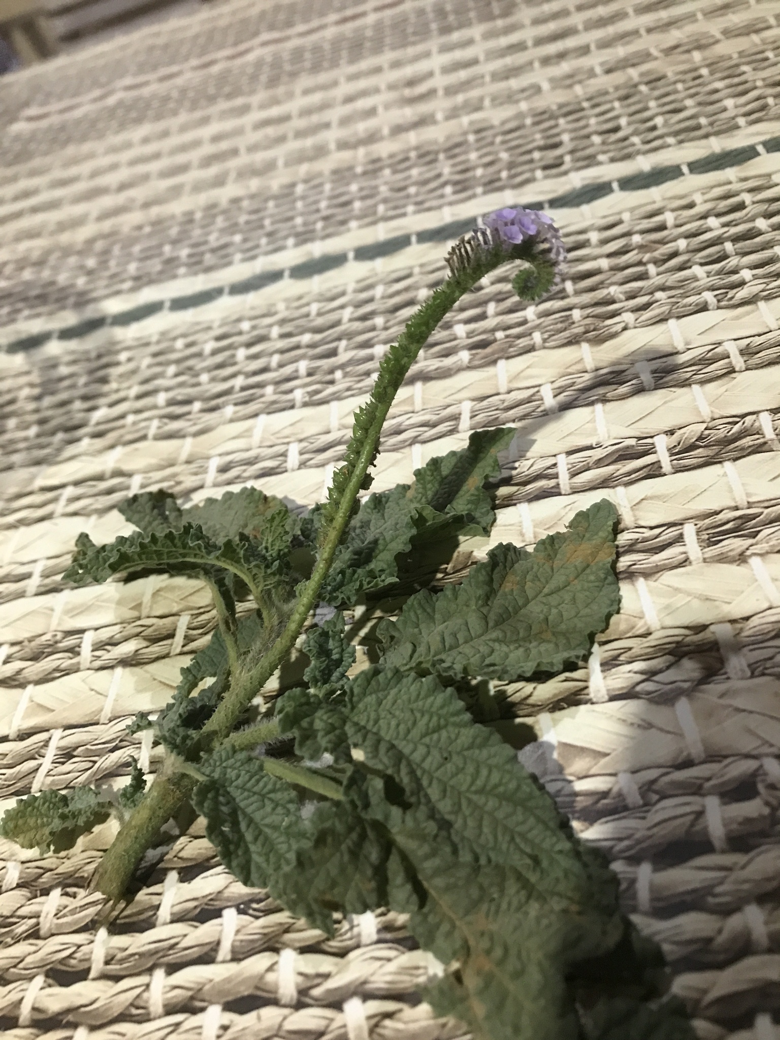 Heliotropium elongatum