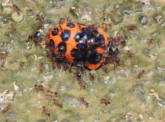 Poecilocoris druraei