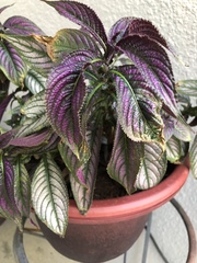 Strobilanthes auriculata dyeriana