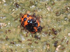 Poecilocoris druraei