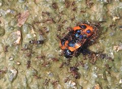 Poecilocoris druraei