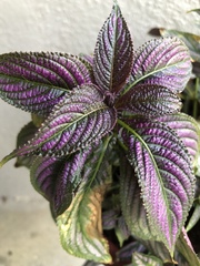 Strobilanthes auriculata dyeriana