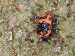 Poecilocoris druraei