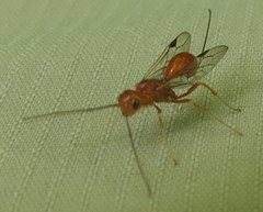 Aulacidae