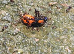 Poecilocoris druraei