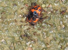 Poecilocoris druraei