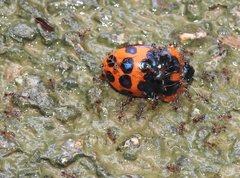 Poecilocoris druraei