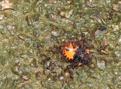 Poecilocoris druraei