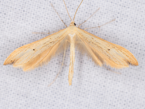 iNaturalist observation photo of Pterophorinae