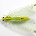 Green Lacewings - Photo (c) Patrick Coin, some rights reserved (CC BY-NC-SA)