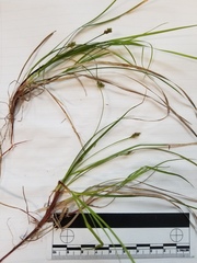 Carex deflexa