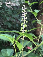 Phytolacca americana rigida