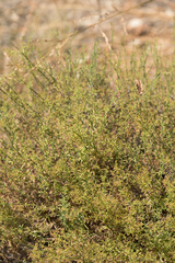 Galium angustifolium