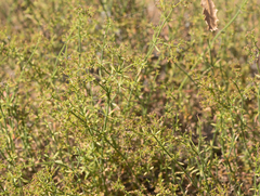 Galium angustifolium