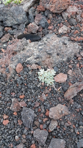 Image of Smelowskia parryoides by no rights reserved