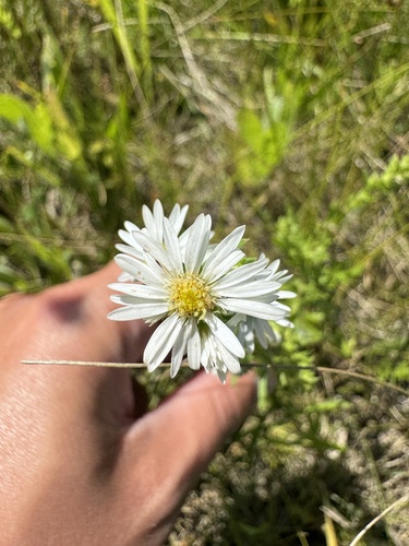 Image of White Prairie Aster (Symphyotrichum falcatum) by (c) Celina Waldron, some rights reserved (CC BY)