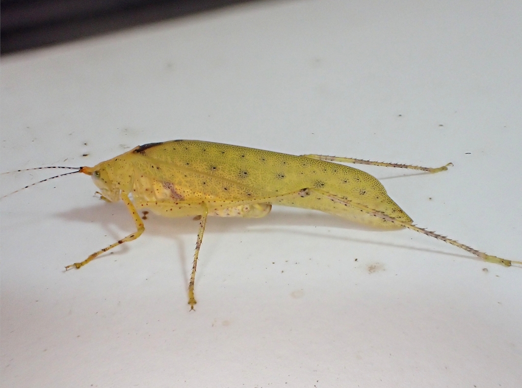 Polichnodes americana