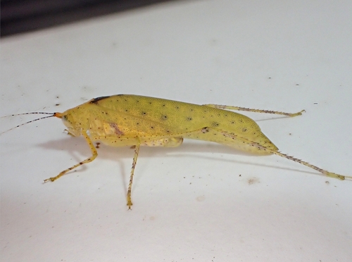 Polichnodes americana