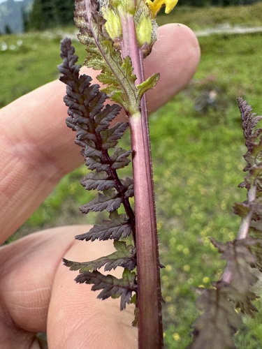 Image of Pedicularis rainierensis by no rights reserved