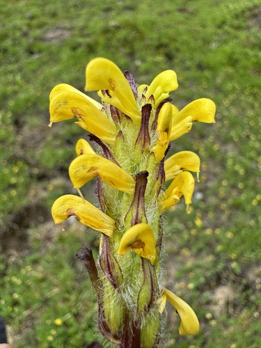 Image of Mount Rainier lousewort by no rights reserved