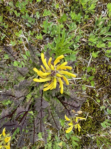 Image of Mount Rainier lousewort by no rights reserved