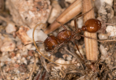 Pogonomyrmex subnitidus
