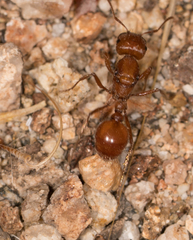 Pogonomyrmex subnitidus