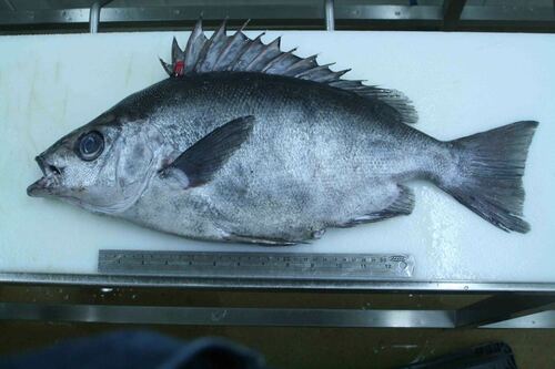 Pelagic armorhead (Pentaceros richardsoni) — Pentacerotidae — 2