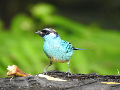 Chalcothraupis ruficervix