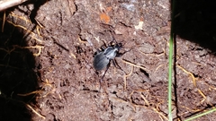 Carabus vinctus