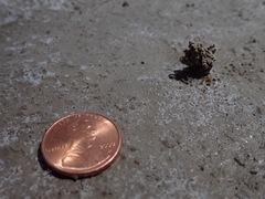 Cicindela willistoni