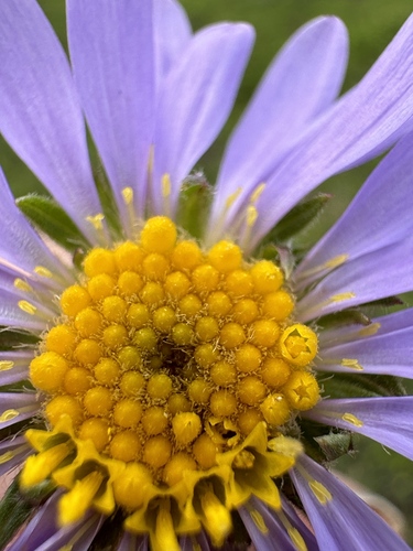 Image of Oreostemma alpigenum by no rights reserved