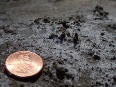 Cicindela willistoni