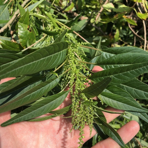 Image of Tidalmarsh Amaranth (Amaranthus cannabinus) by (c) Andrew Conboy, some rights reserved (CC BY)