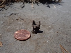 Cicindela willistoni