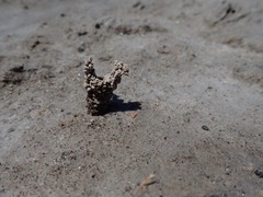 Cicindela willistoni