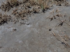 Cicindela willistoni