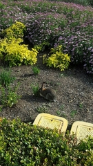 Sylvilagus audubonii