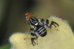 Rhagoletis striatella