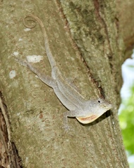 Anolis jubar oriens