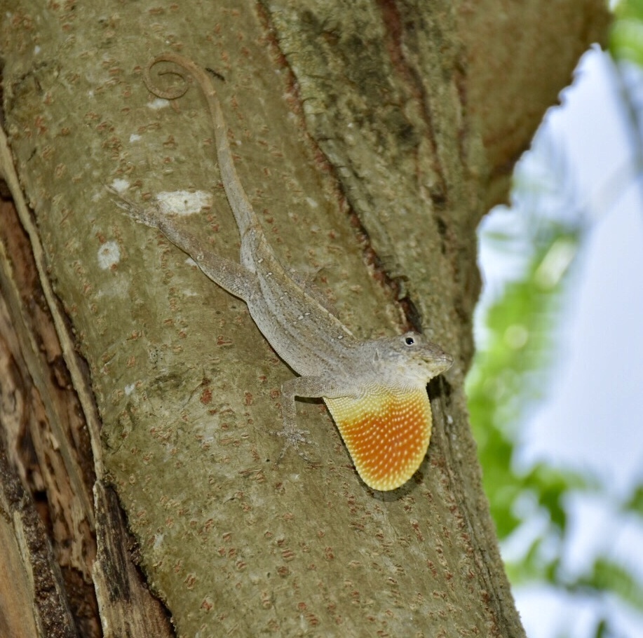 Cubitas Anole