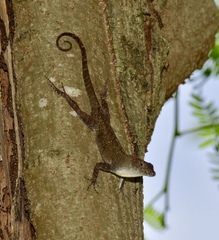 Anolis jubar oriens