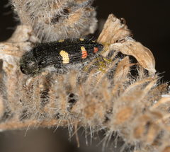 Acmaeodera holsteni