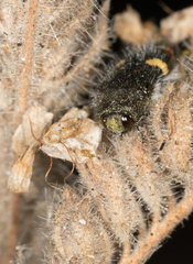 Acmaeodera holsteni